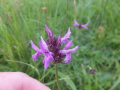 Betonica officinalis