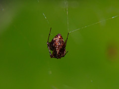 Neospintharus syriacus