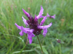 Betonica officinalis