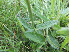 Betonica officinalis