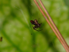 Neospintharus syriacus