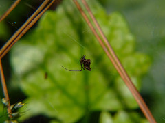 Neospintharus syriacus