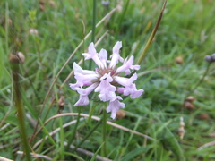 Betonica officinalis