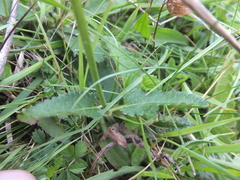 Betonica officinalis