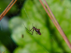 Neospintharus syriacus