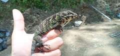 Anolis petersii
