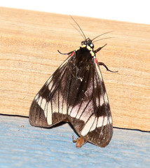 Dysschema leucophaea