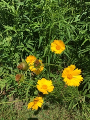 Coreopsis palmata
