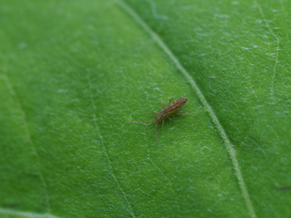 Orchesella disjuncta