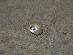 Metafruticicola pellita