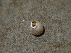 Metafruticicola pellita