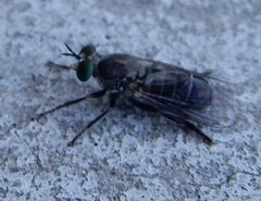 Atomosia melanopogon