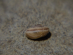 Metafruticicola pellita