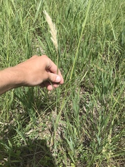 Bothriochloa torreyana