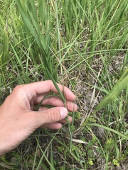 Bothriochloa torreyana