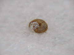 Xerotricha conspurcata