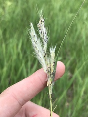 Bothriochloa torreyana