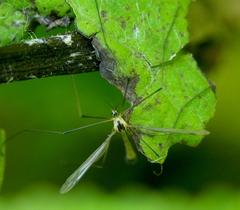 Cylindrotoma distinctissima