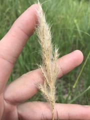 Bothriochloa torreyana