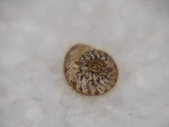 Xerotricha conspurcata