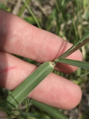 Bothriochloa torreyana