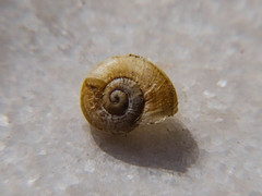 Eobania vermiculata
