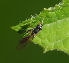 Sphegina