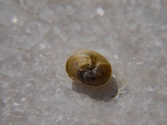 Eobania vermiculata