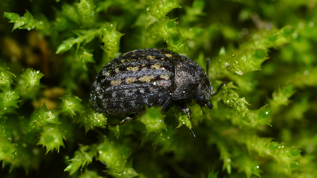 Cytilus alternatus