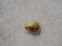 Eobania vermiculata