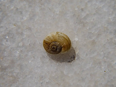 Eobania vermiculata