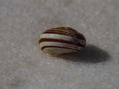 Eobania vermiculata
