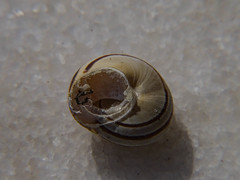 Eobania vermiculata