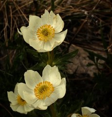 Anemonastrum