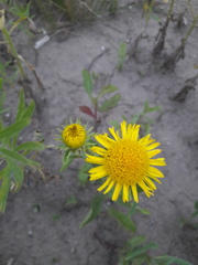 Inulinae