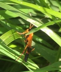 Ctenochares bicolorus