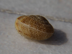 Eobania vermiculata