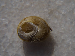 Eobania vermiculata