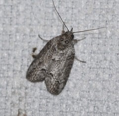 Nycteola polycyma