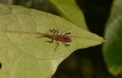 Stereobates pedator