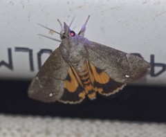 Hypocala guttiventris