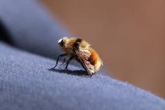 Cephenemyia stimulator