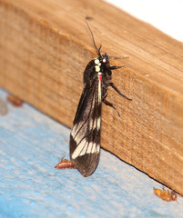 Dysschema leucophaea