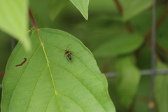 Trypherus frisoni