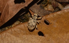 Platyomus marmoratus