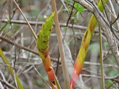 Tillandsia inopinata