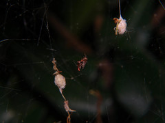 Neospintharus syriacus