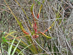 Tillandsia inopinata