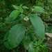 Solanum platycypellon - Photo (c) Ignacio Barrientos, μερικά δικαιώματα διατηρούνται (CC BY-NC), uploaded by Ignacio Barrientos