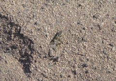 Nomophila distinctalis